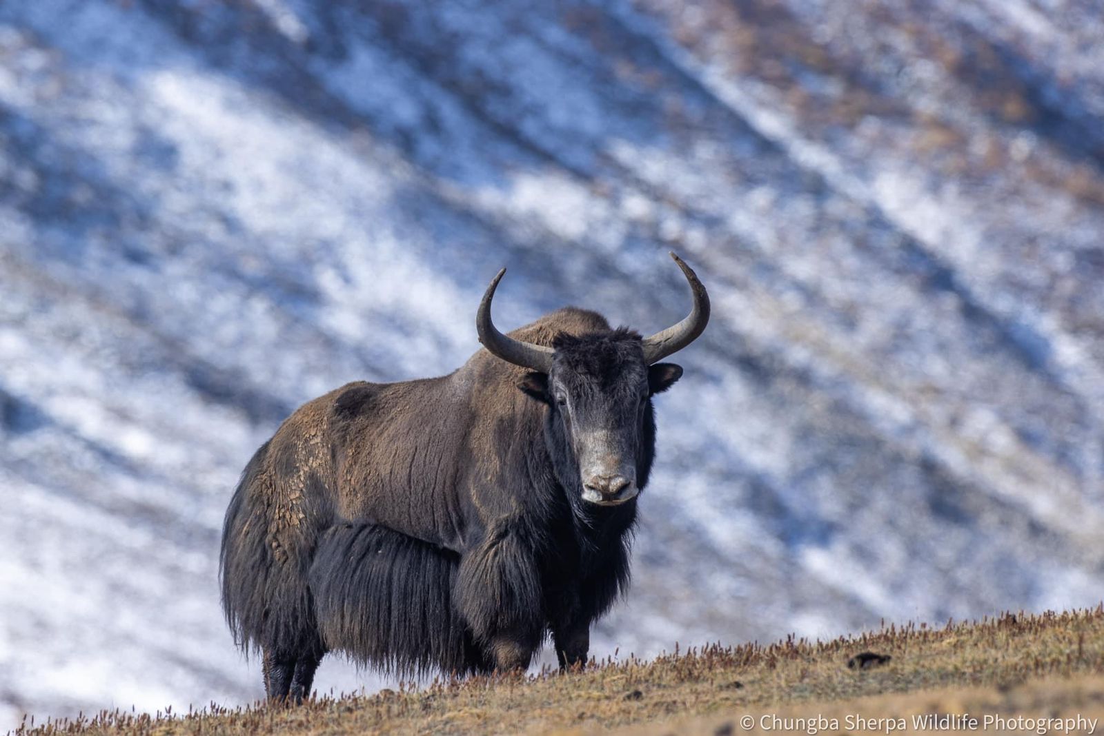 Chungba Sherpa captures photos of rare wild yaks in LapchaLa, Humla